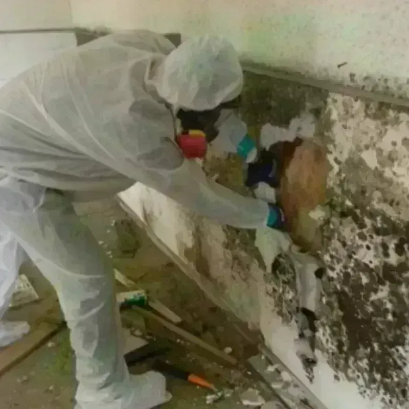 Mold Remediation and Removal in Essex, MA